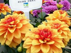 -上海植物园-4号门售票处