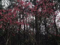 -武汉大学老图书馆