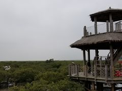 -北海金海湾红树林生态旅游区