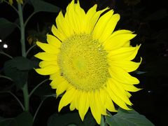 -汉口江滩-江滩观星台