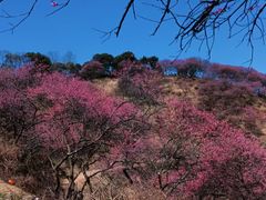 -新建村梅花