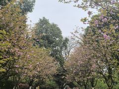 -南山植物园