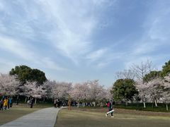 -径山花海