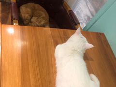 -猫小院猫主题餐厅(三里屯店)