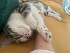 -猫大福·Fortune Cat猫舍(百子湾店)