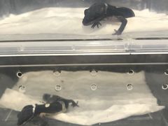 -酷以爬仙阁实体爬宠店·守宫·蜥蜴·专业繁育