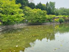 -嘉定紫藤园