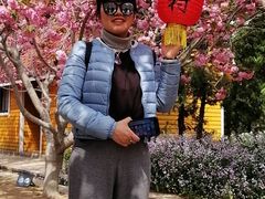 -莱阳濯村樱花园