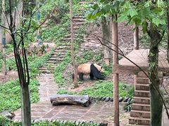 -中国大熊猫保护研究中心雅安碧峰峡基地