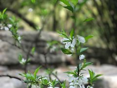 -金鸡湖桃花岛