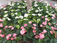 -北京植物园-展览温室