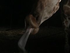 -清迈夜间动物园