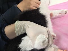 -北京观赏动物医院·24小时大型综合·猫专科·异宠专科