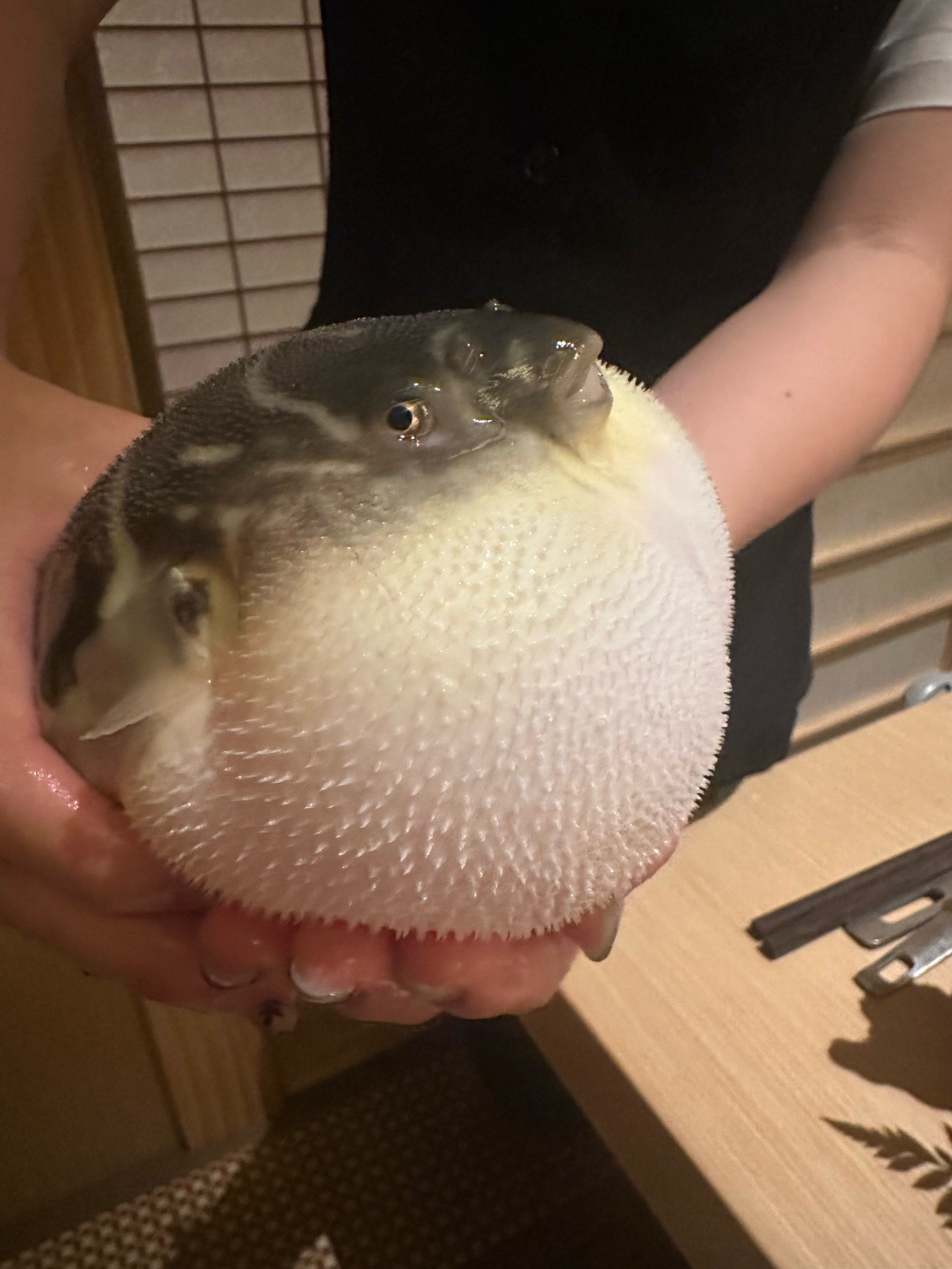 河豚很可爱,气鼓鼓的,蒸笼牛肉很好吃,喜