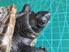 -北京观赏动物医院·24小时大型综合·猫专科·异宠专科