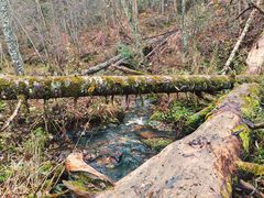 -五营红松林海景区