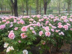-石家庄市植物园