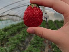-喜杨洋草莓采摘园