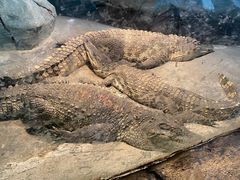 -新疆天山野生动物园