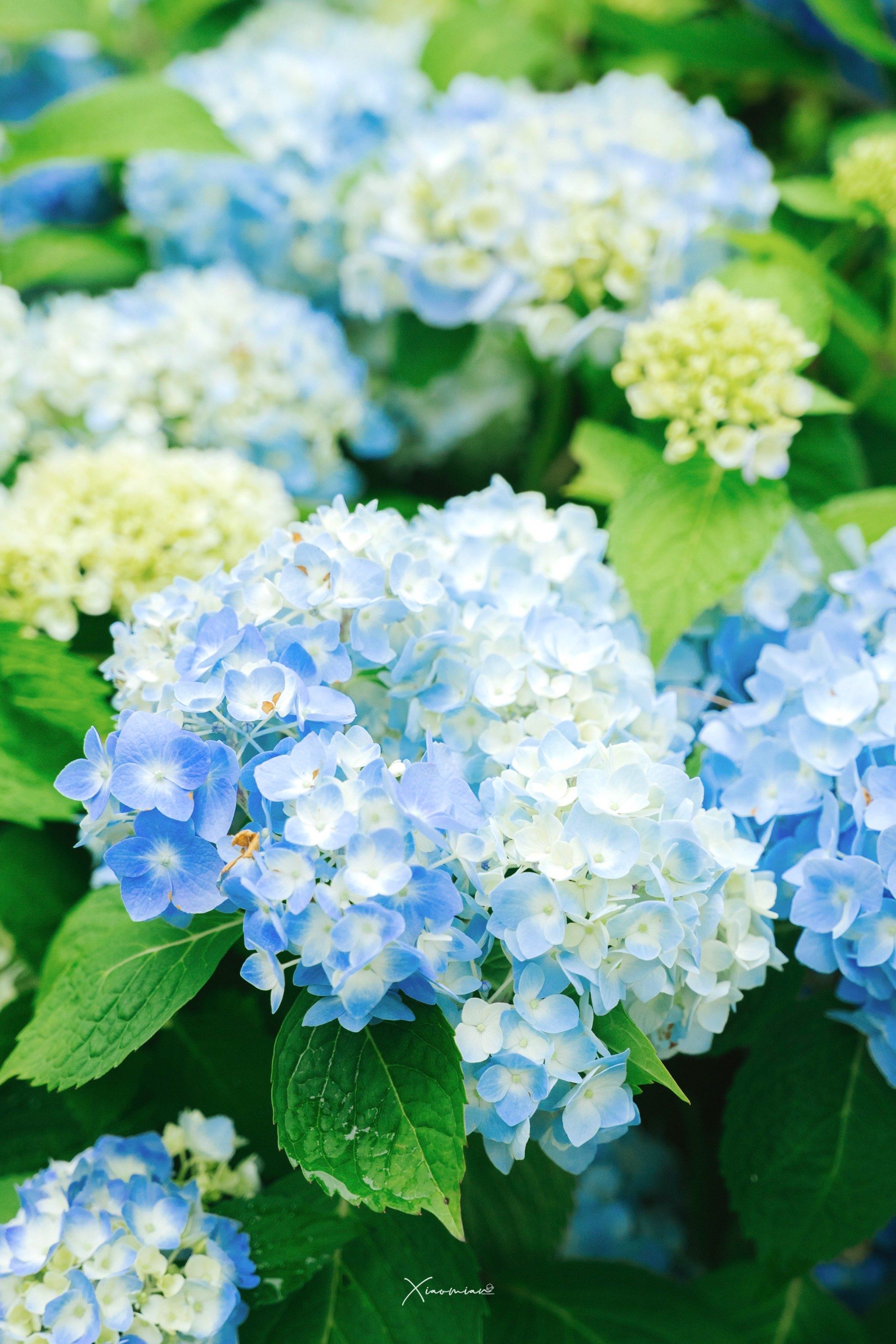 宁波0299|属于无尽夏的浪漫96