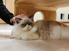 -猫和宫(六道口店)