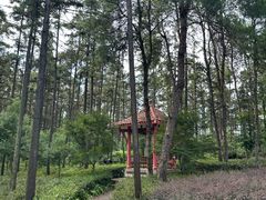 -铁山坪森林公园