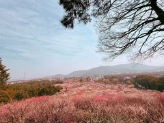 -香雪海