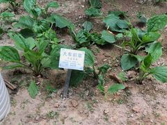 -广州神农草堂中医药博物馆