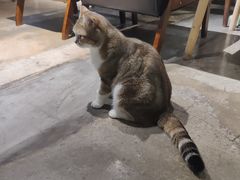 -咖法森林·咖啡  酒吧(天河店)