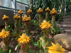 -南山植物园