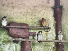 -吉隆坡雀鸟公园
