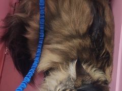 -达爱动物医院·犬猫分区·CT·复杂眼科(远洋山水分院)