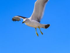 -海驴岛(荣成市)