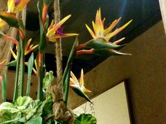 -云海肴·汽锅鸡·云南菜(天津国金汇店)