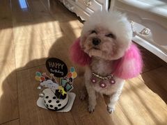 -天宠宠物医院24小时·急重症诊疗中心·全科·腔镜特色(和平分院)