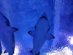 -海合安武汉极地海洋公园