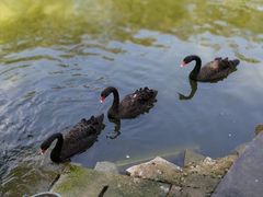 -广东茂名森林公园