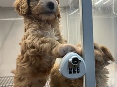 -翊宠yipet猫狗购宠庄园犬舍•猫舍