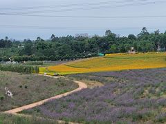 -紫颐香薰山谷景区