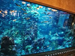 -西雅图水族馆