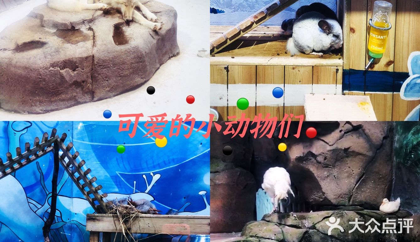 🐬🐬夏日遛娃好去处～青岛海昌极地海洋公园