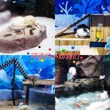 🐬🐬夏日遛娃好去处～青岛海昌极地海洋公园