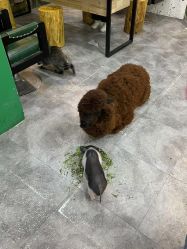 -神奇动物撸宠馆·羊驼·小浣熊·异宠(豫园店)