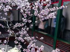 -颐和园