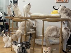 -有喵·猫咖·狗咖·30几只猫10只小狗(岗厦店)