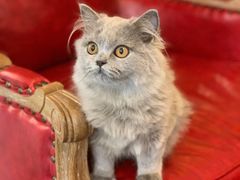 -猫大福·Fortune Cat猫舍(百子湾店)