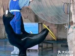 -灵玲国际马戏城