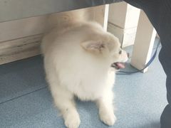 -伟伟宠物医院·CT影像中心·瑞派犬猫综合性门诊(汉口总院)