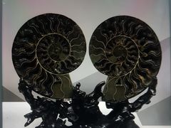 -贝壳王国博物馆