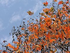 -中国科学院华南植物园